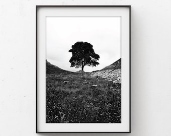 Print of The Sycamore Gap Tree