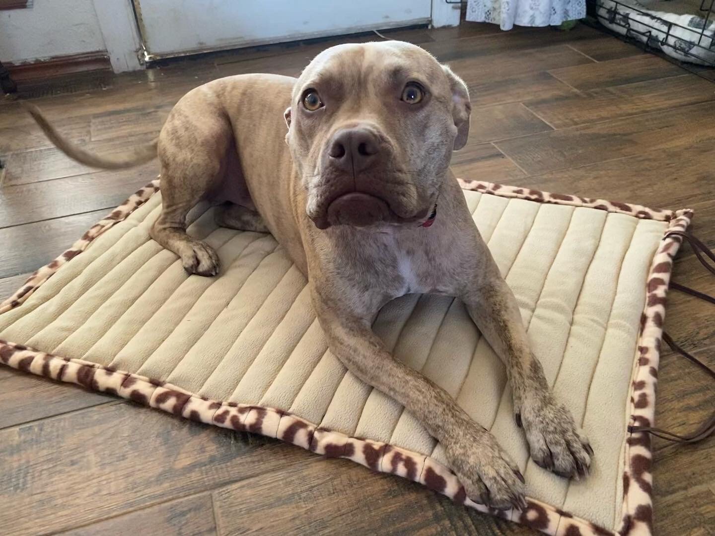 Service dog mat top