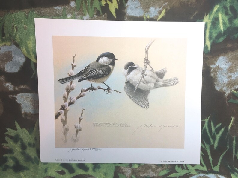 Black-Capped Chickadee Limited Edition Print by Michael Dumas