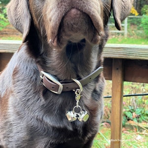 May include: A chocolate brown Labrador Retriever dog wearing a brown leather collar with a silver bell charm. The dog is looking up and has a serious expression.