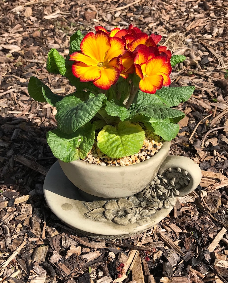 Cup and Saucer Planter Stone Garden Ornament Etsy Australia