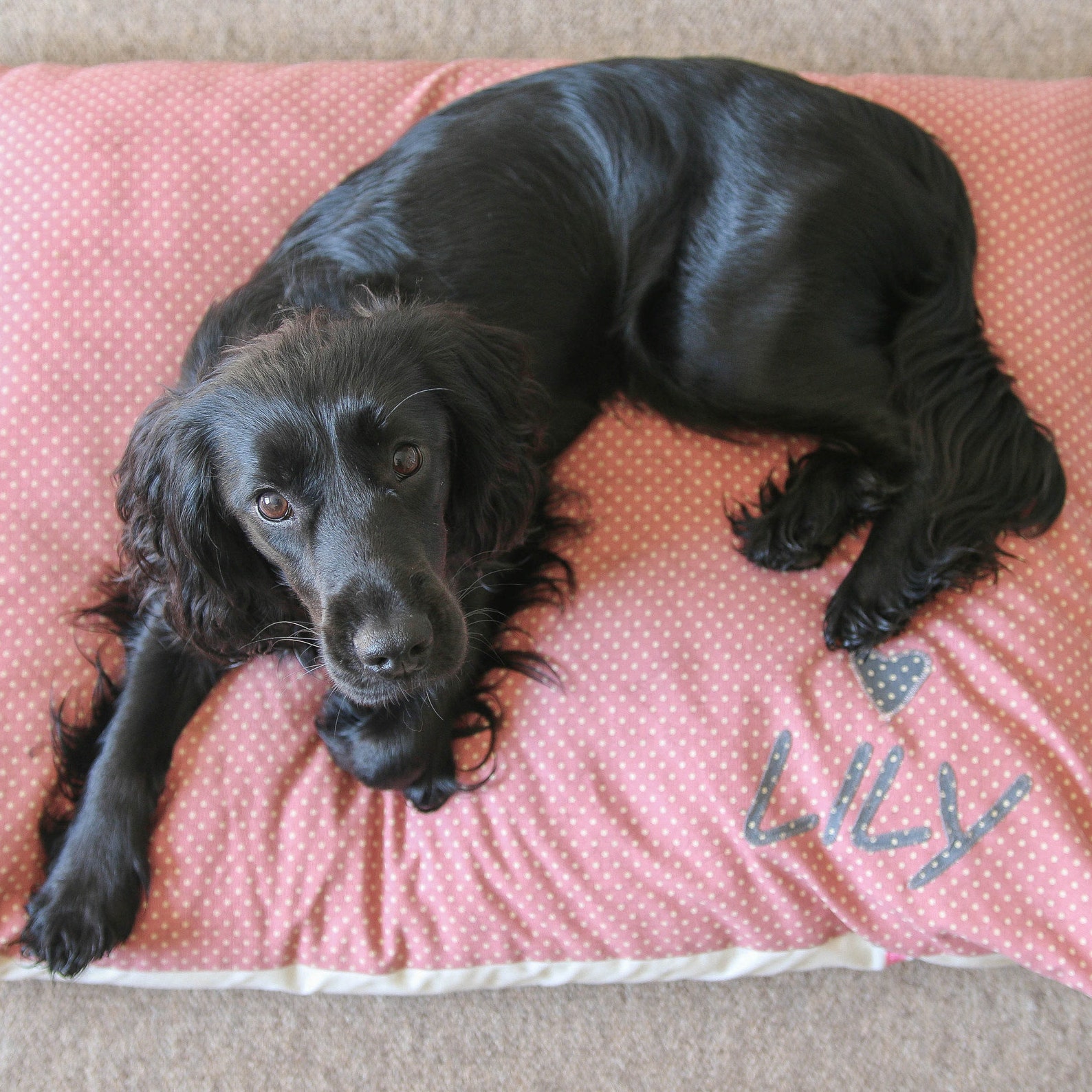 Personalised Dog Cushion/dog Bed/dog Cushion/bespoke/applique Etsy