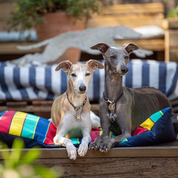 Italian greyhound chihuahua mix cheap adoption