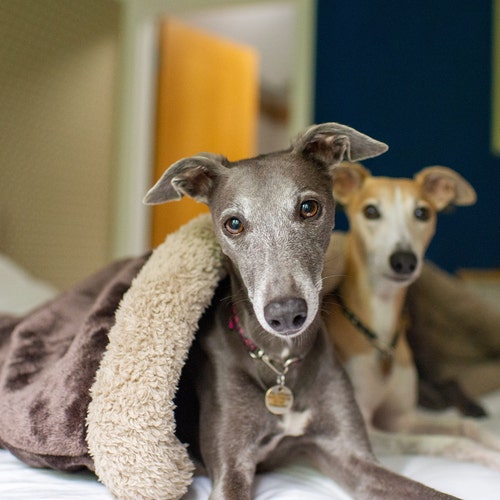 whippet sleeping bag
