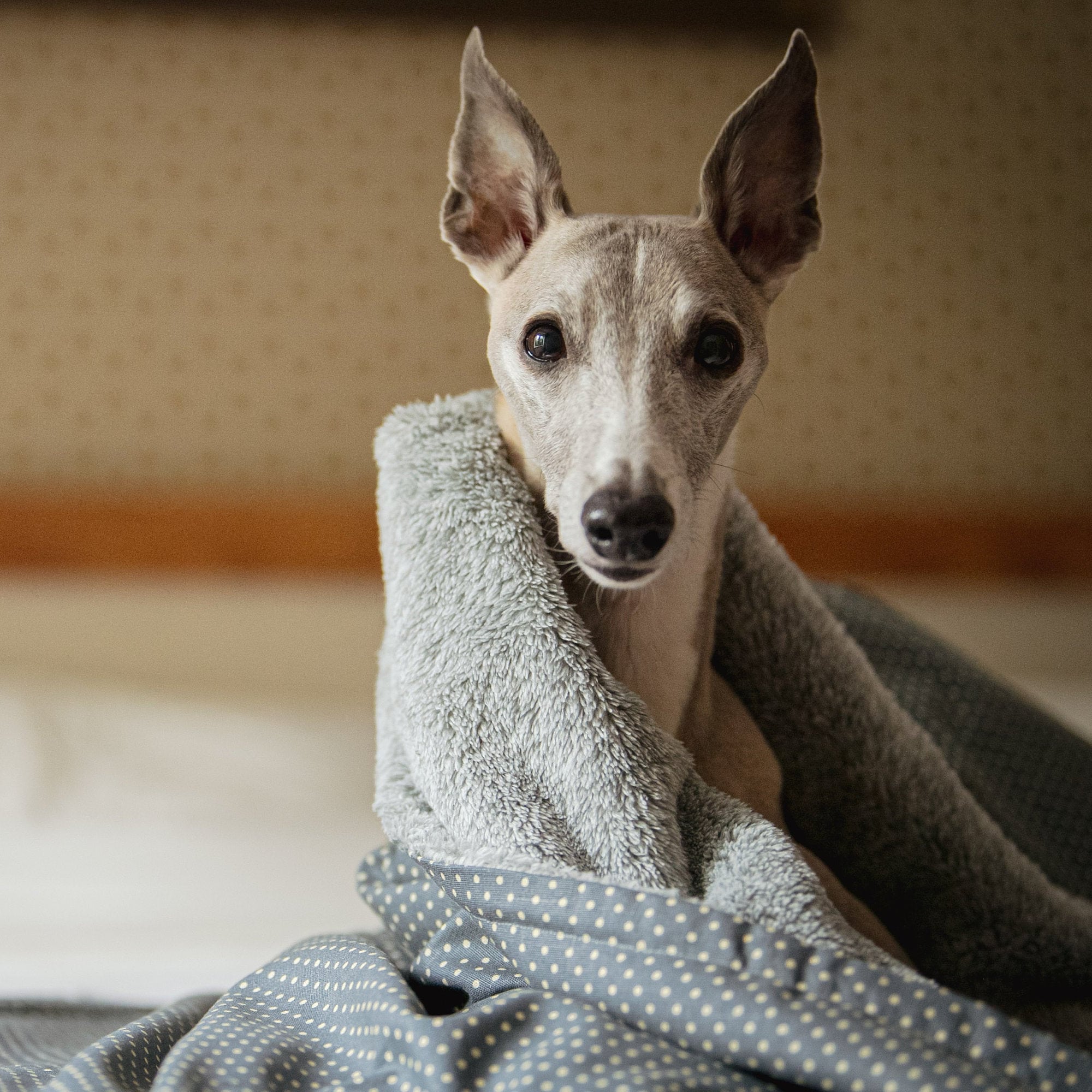 handmade dog blankets