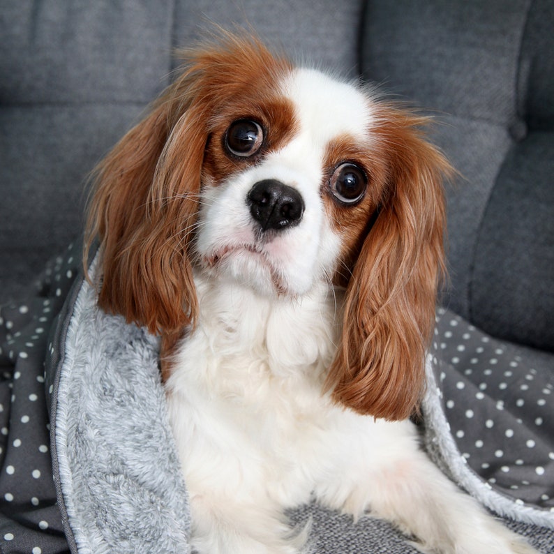 Hundedecke Fleecedecke Hund Hund werfen personalisierte Etsy