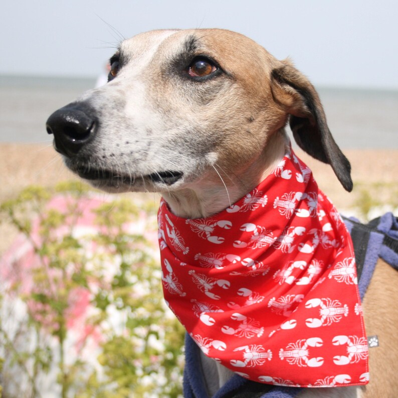 Dog Bandanas 'rock Lobster'/ Dog Accessories/ Dog Etsy