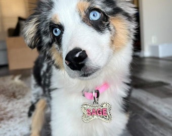 May include: A blue-eyed, tri-colored Australian Shepherd puppy wearing a pink collar with a bone-shaped tag that says "SAGE".