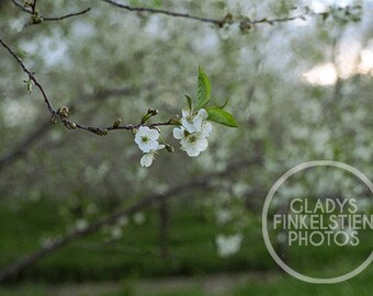 Apple Blossoms