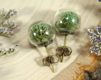 Moss earrings, real moss studs, terrarium earrings, reindeer moss, globe stud earrings