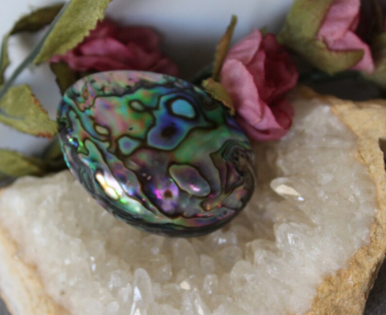 Beautiful Abalone Shells 3 Sizes From 25mm to 37mm Verticle Drilled ...