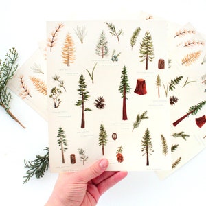 Pacific Northwest Evergreen Trees; Botanical Drawing Embroidery Print