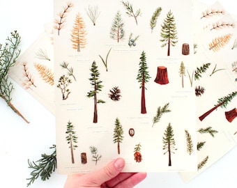 Pacific Northwest Evergreen Trees; Botanical Drawing Embroidery Print