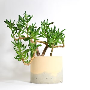 Orange concrete succulent planter, Modern plant pot, Decorative cement pot, Gift for plant lover