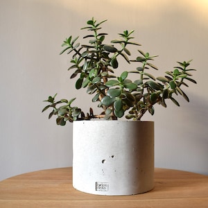 Peut inclure: Un plant de jade vert dans un pot en béton blanc avec le texte "beton deco" au fond. Le pot est posé sur une table en bois brun clair.