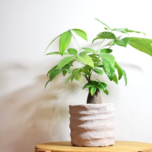 Puede incluir: Una planta verde en maceta con un tronco grueso y hojas grandes en una maceta blanca texturizada. La planta está sentada en una mesa de madera.