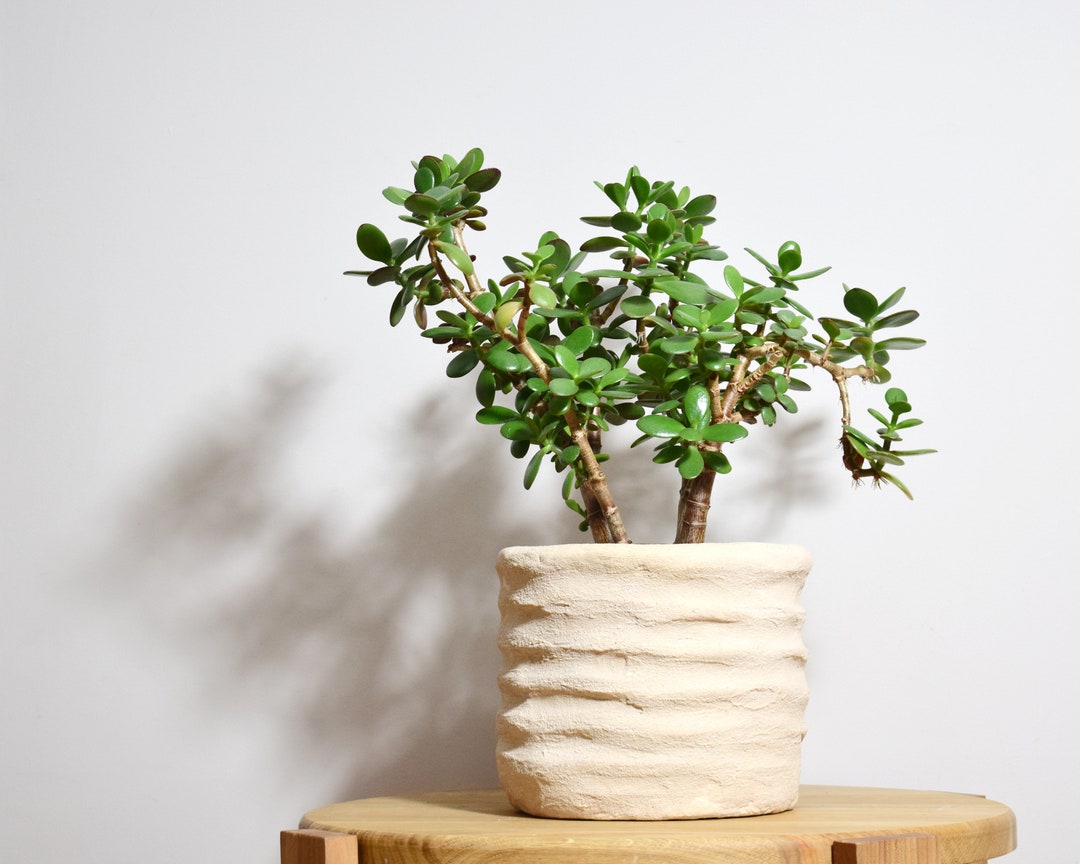 Rough Concrete Planter Peach Fuzz Ribbed Cement Pot - Etsy