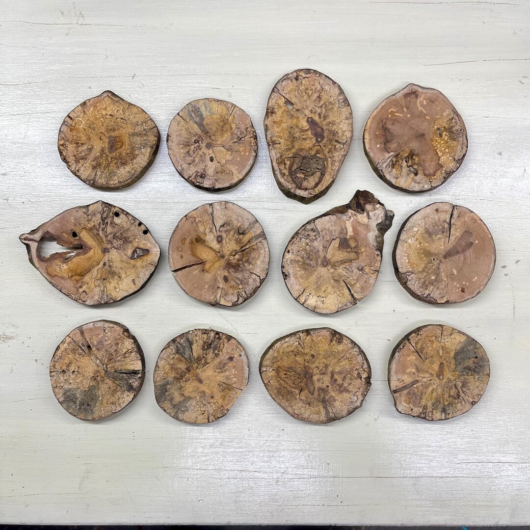 Wood Slices-spalted Birch Rounds for Wall Art, Epoxy Resin Projects ...