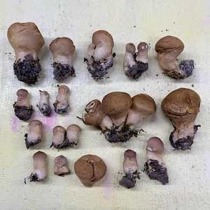 以下が含まれることがあります： さまざまな形とサイズの茶色のキノコの詰め合わせ。一部には、茎と根系が見えます。キノコは明るい色の表面に配置され、自然な質感とアースカラーを示しています。