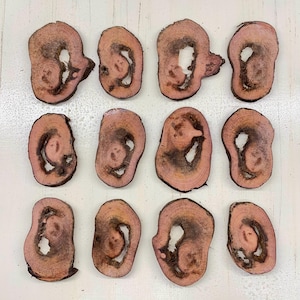 May include: Twelve irregularly shaped, cross-sectioned wood slices with a pinkish-brown hue and dark brown markings. Each slice has a unique shape and a central hole or void, arranged on a white surface.