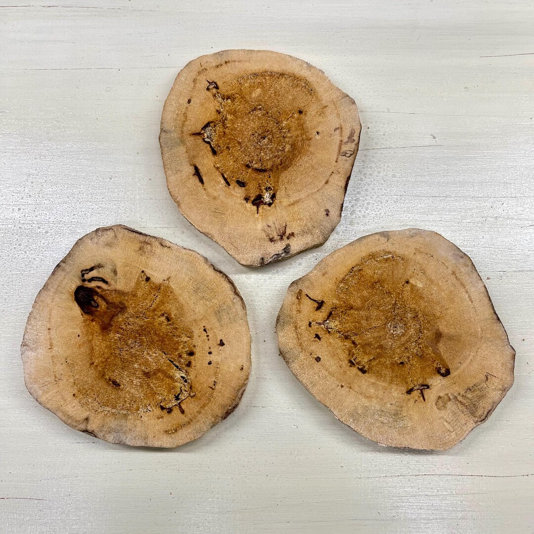 Maple Ridge Cedar Rounds Wood Slices-spalted Maple Rounds for Mixed Media, Wall Art, Epoxy ...
