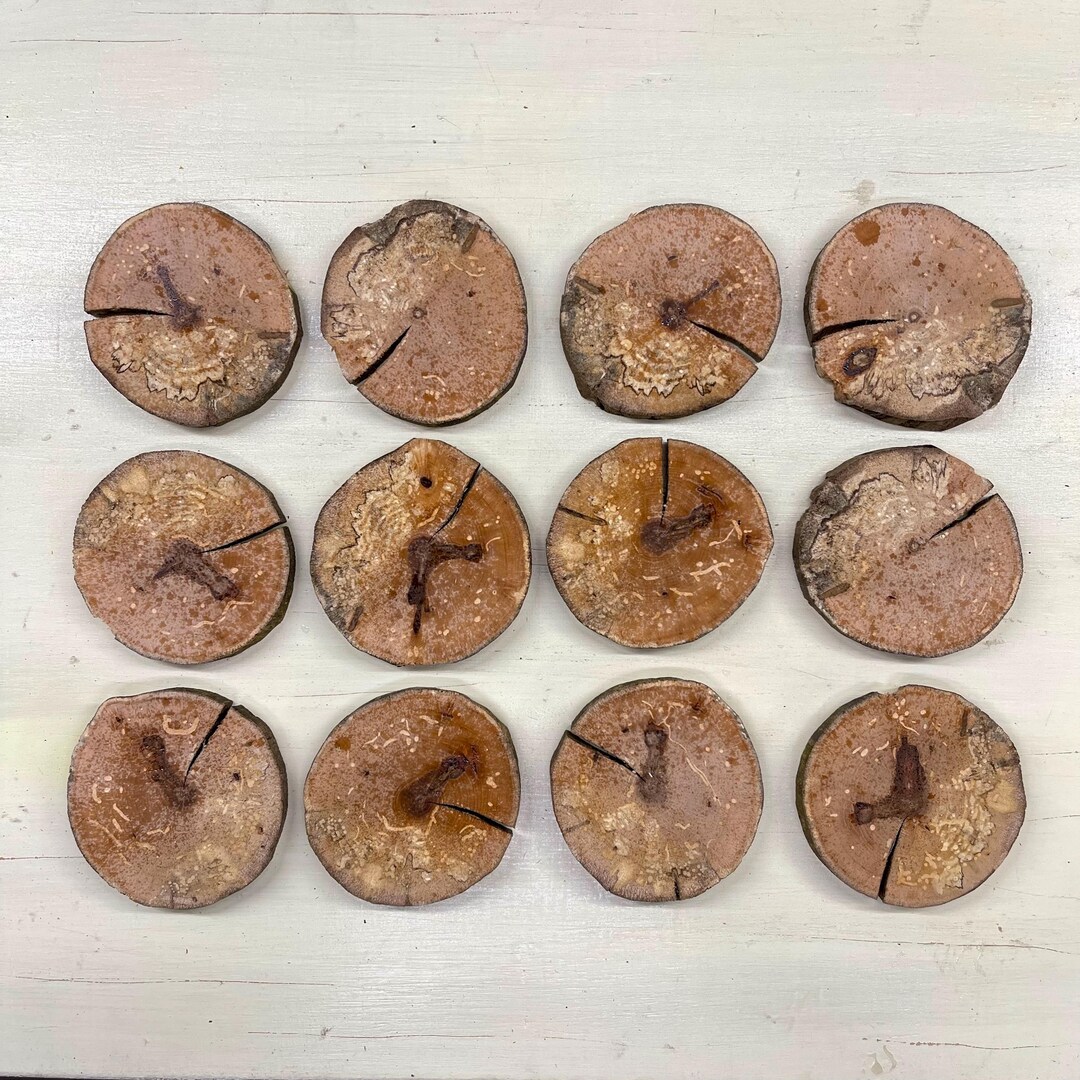 Wood Slices-spalted Birch Rounds for Wall Art, Epoxy Resin Projects ...