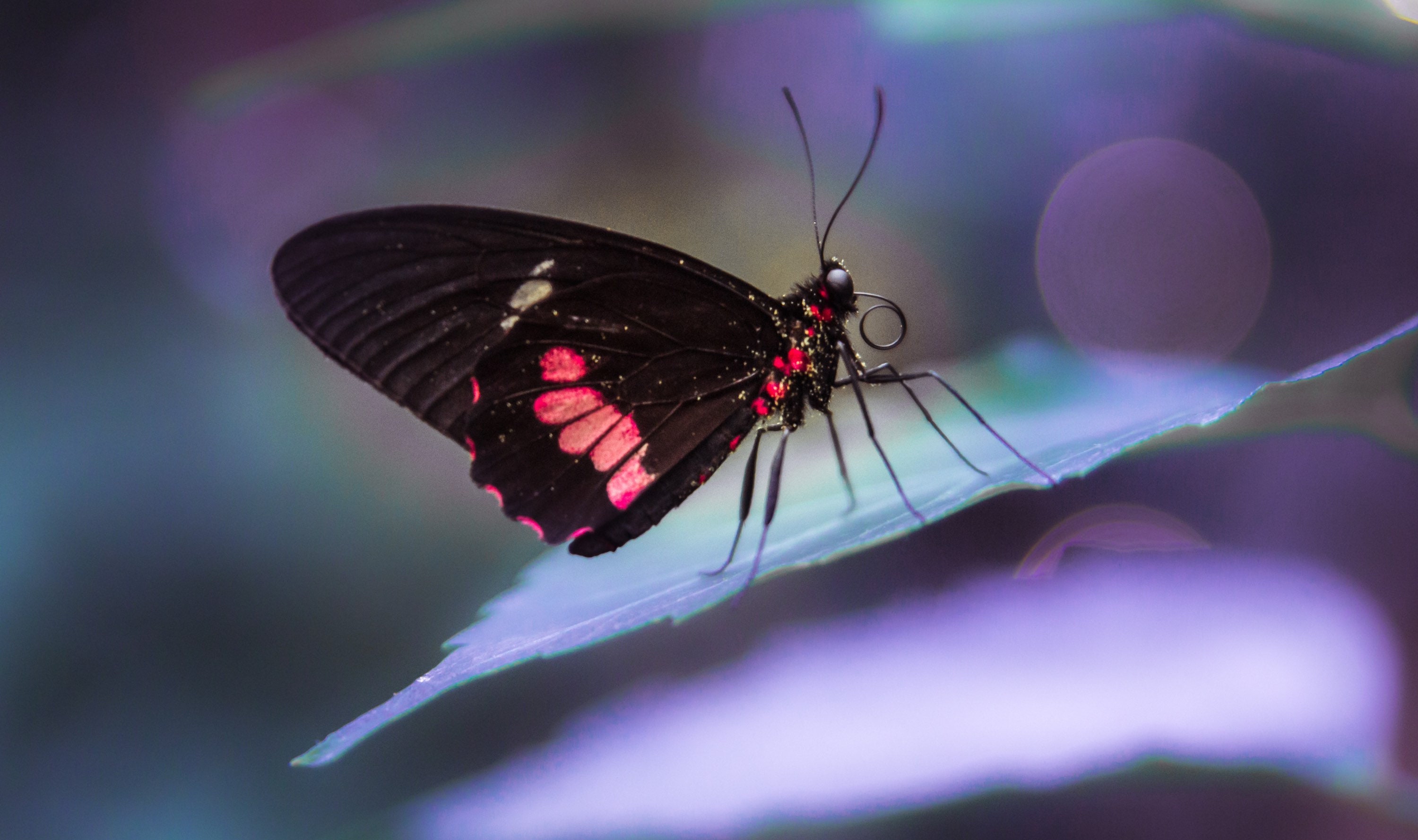 Magic butterfly Etsy