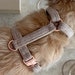 see more listings in the harnesses section