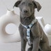 see more listings in the harnesses section
