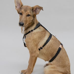Safety dog harness ECLIPSE - designer harness faux leather with rose gold hardware - copper - matching leash available