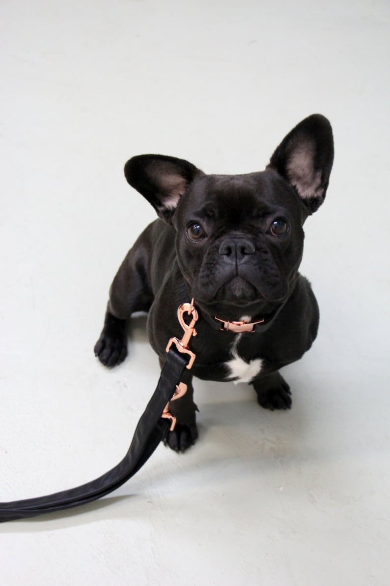 Dog collar ECLIPSE with rose gold colored hardware vegan leather in black image 4