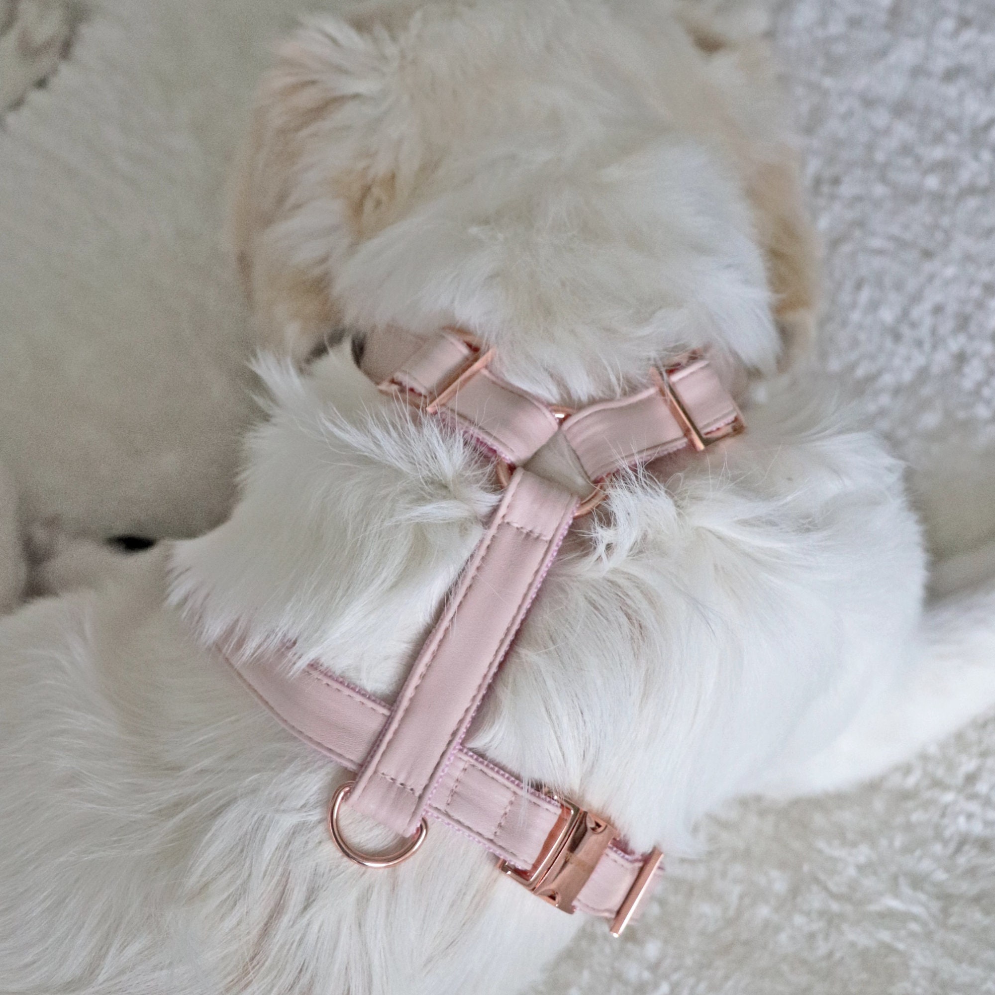blush dog harness