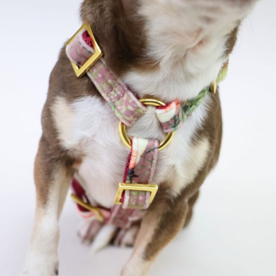 Redding Vermelden sirene Stijlvolle hond harnas handgemaakt in München-verkrijgbaar in - Etsy  Nederland