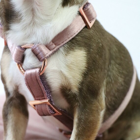stylish dog harness