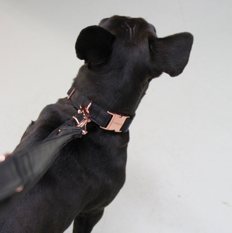 Dog collar ECLIPSE with rose gold colored hardware vegan leather in black image 1