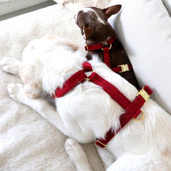 santa dog harness