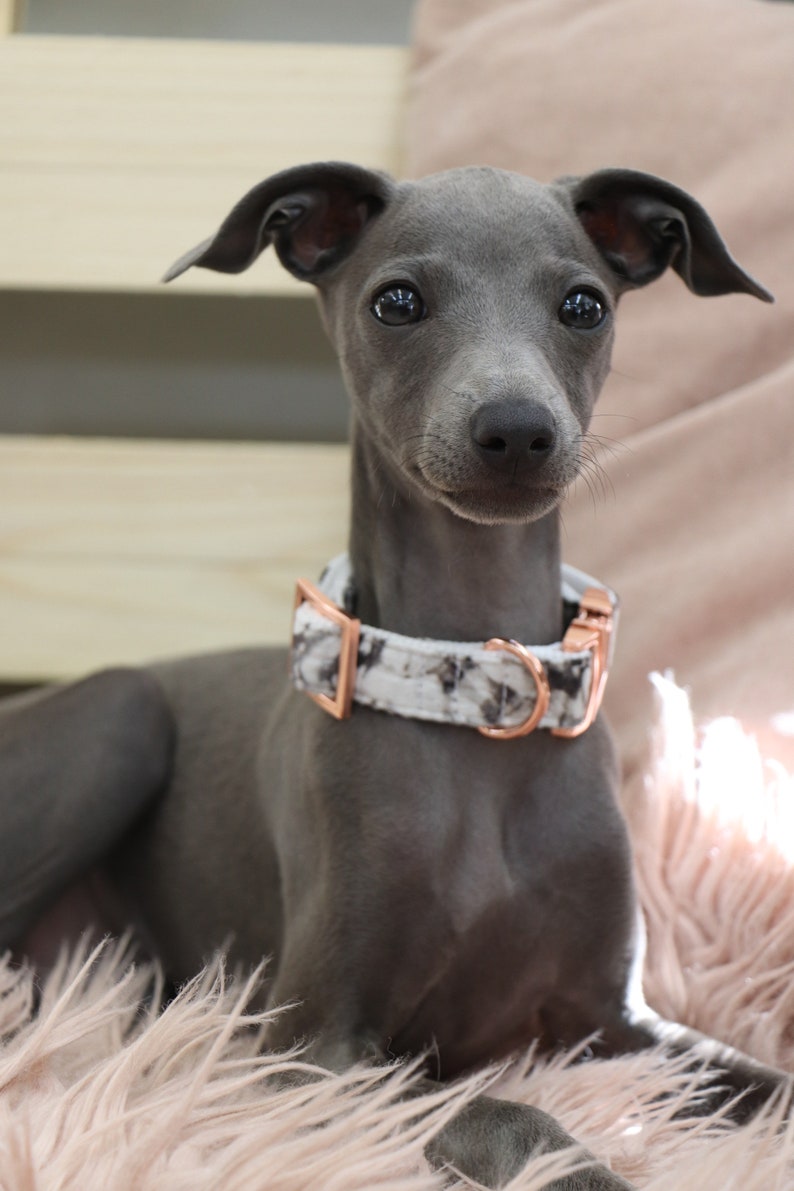 Dog collar MARBLE with rose gold colored hardware handmade trend image 9