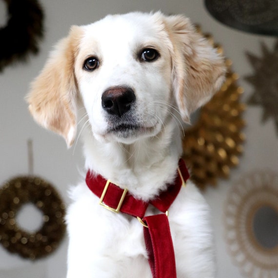 santa dog harness