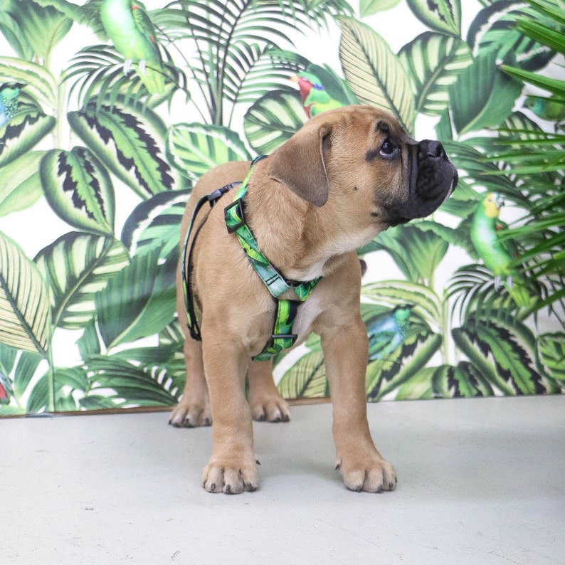 Stylish dog harness JUNGLE FEVER handmade in Germany