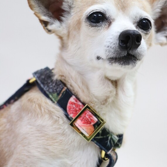 chic dog harness
