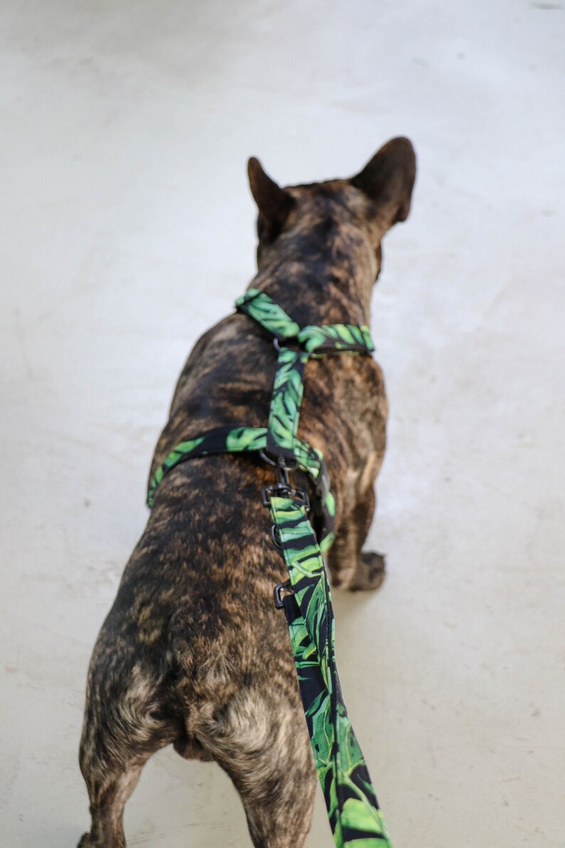 Stylish dog harness JUNGLE FEVER handmade in Germany