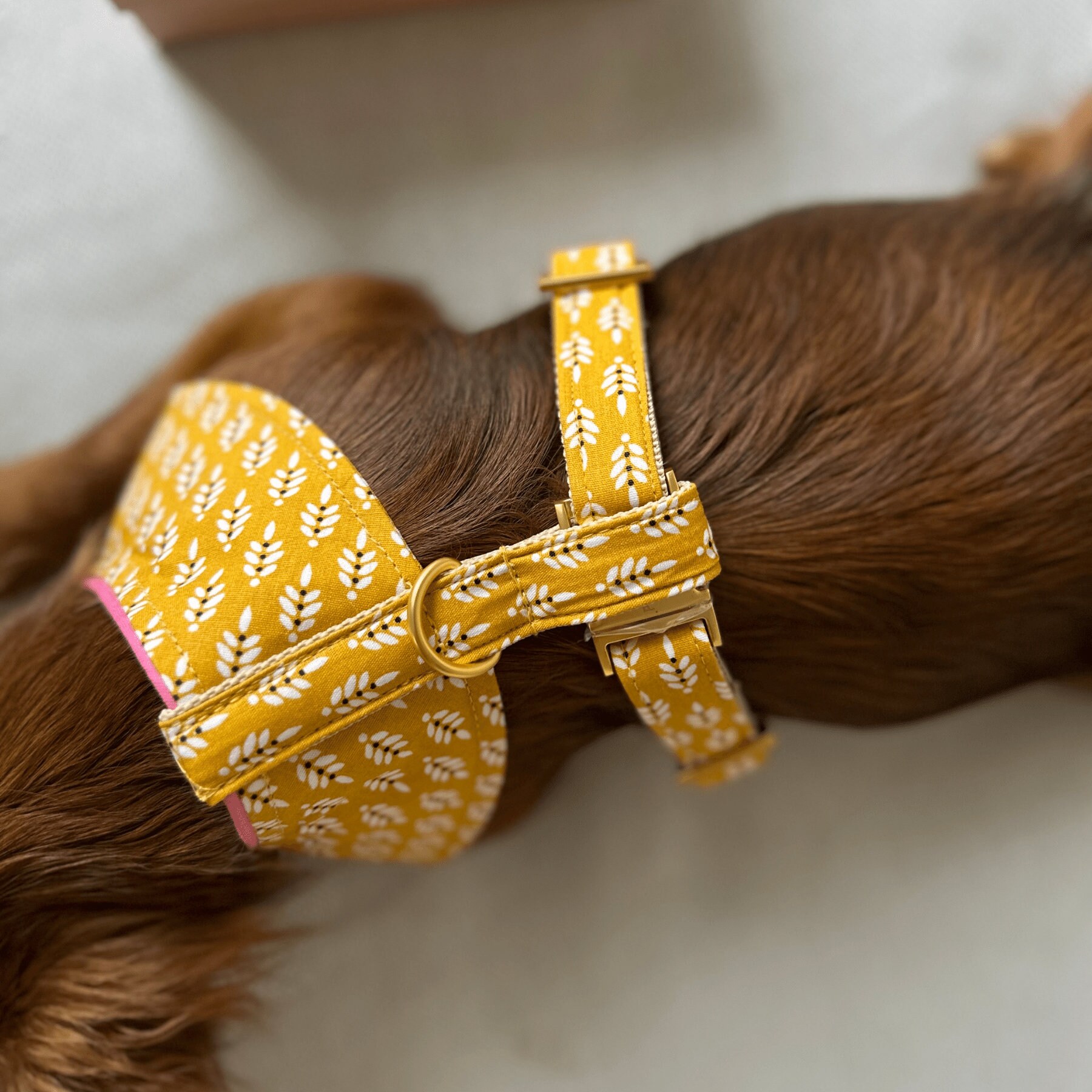 Prunkhund dog collars 2025