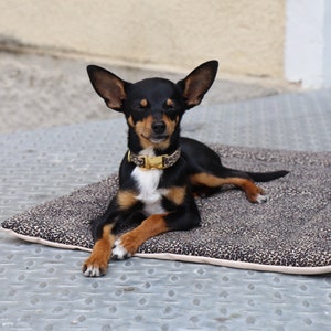 Puede incluir: Un pequeño perro negro y marrón con marcas blancas está acostado en una cama para perros de estampado de leopardo. El perro lleva un collar dorado con una hebilla dorada.