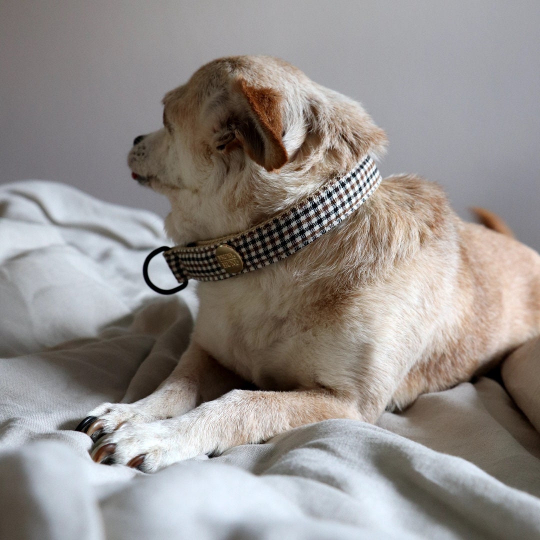 Collar de perro parada de tren LORD en patrón de control - Etsy España