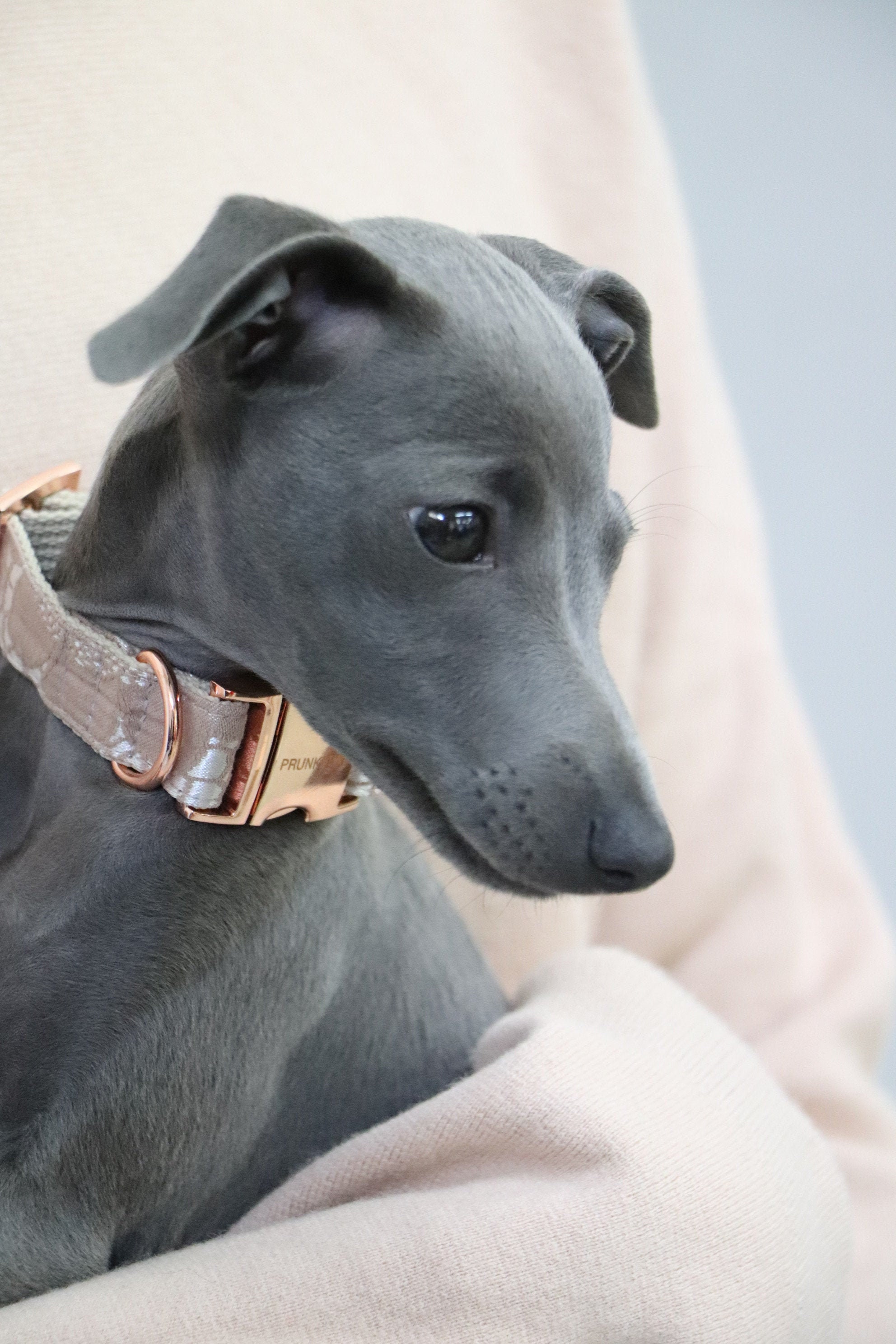 Collier en Dentelle Lace - Fabriqué à La Main Allemagne Laisse Assortie Disponible