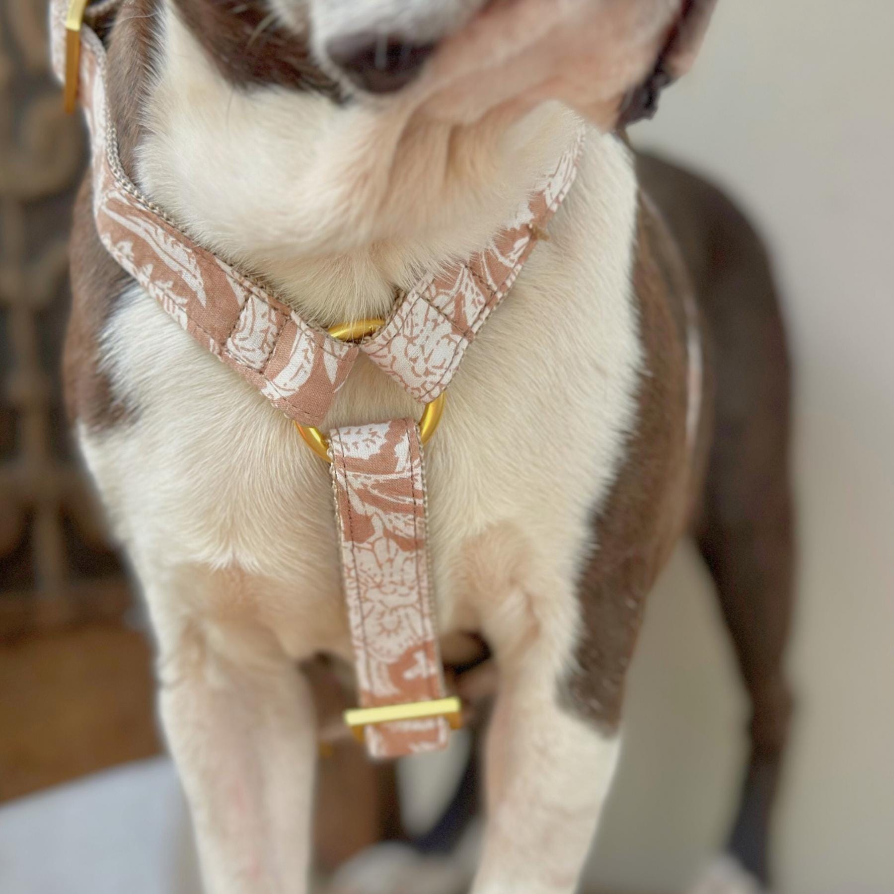 prunkhund halsband Hundehalsband WALES