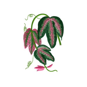 Tri-colorato Passione Vite Macchina Ricamo Disegno - 5 x 7 pollici telaio