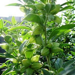 以下が含まれることがあります： 緑色の植物のクローズアップ。小さな薄い緑色の種子が入ったさやがたくさんついています。植物は細い茎とたくさんの葉を持っています。