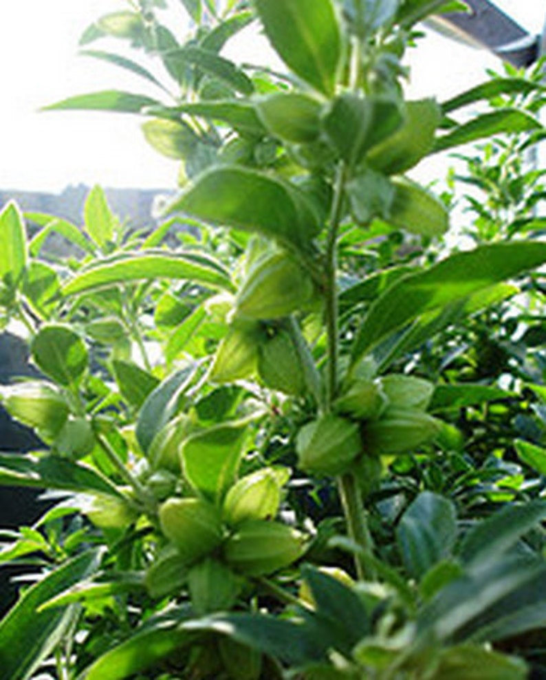 以下が含まれることがあります： 緑色の植物のクローズアップ。小さな薄い緑色の種子が入ったさやがたくさんついています。植物は細い茎とたくさんの葉を持っています。