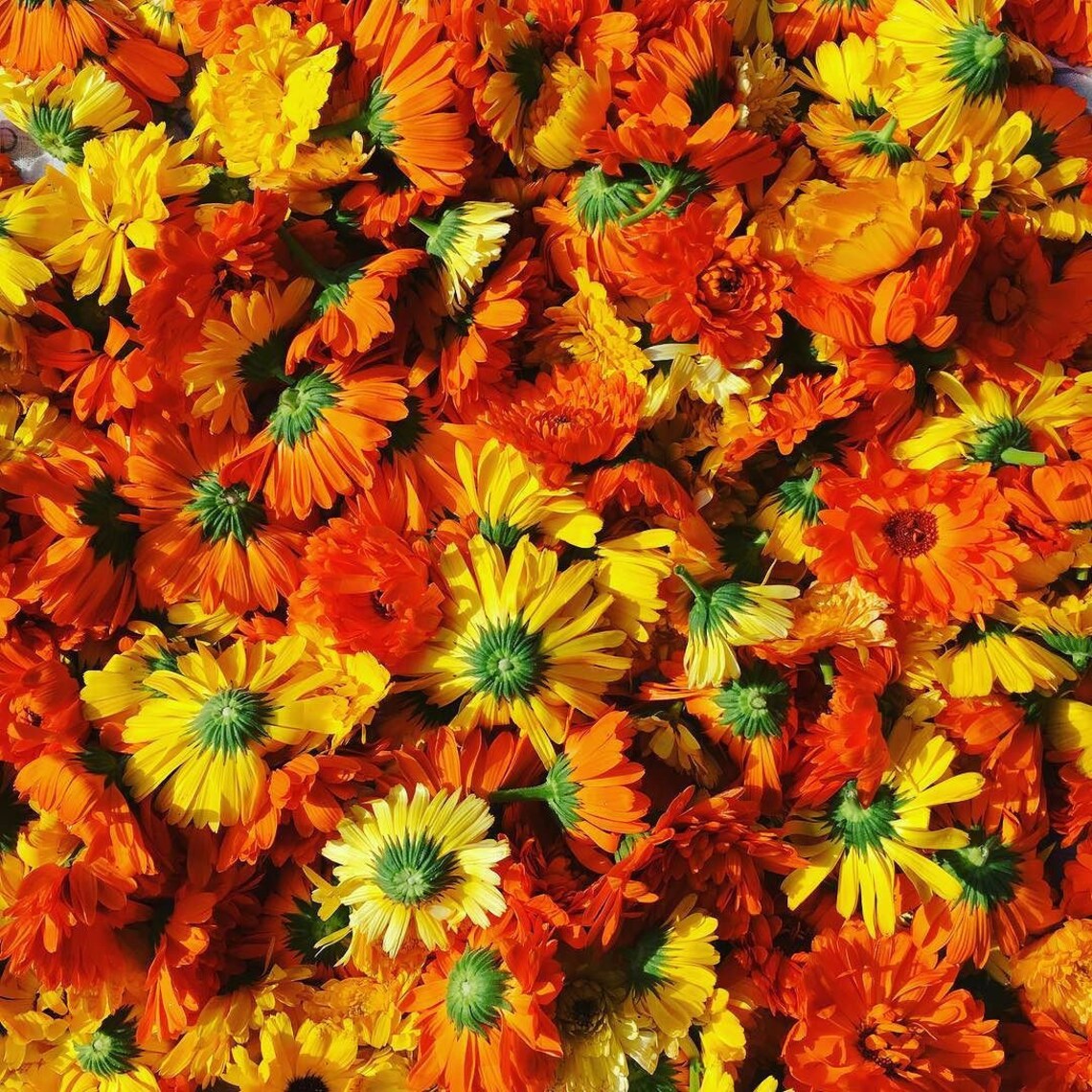 Calendula Flowers Bulk Etsy